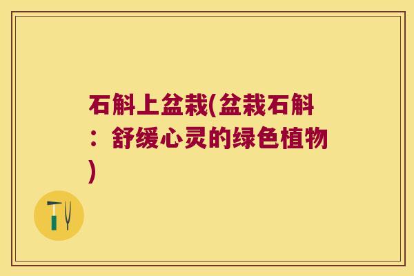 石斛上盆栽(盆栽石斛：舒缓心灵的绿色植物)