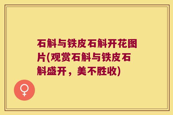 石斛与铁皮石斛开花图片(观赏石斛与铁皮石斛盛开，美不胜收)