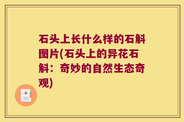 石头上长什么样的石斛图片(石头上的异花石斛：奇妙的自然生态奇观)