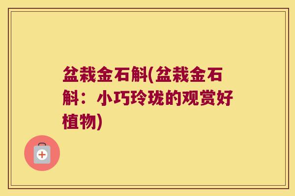 盆栽金石斛(盆栽金石斛：小巧玲珑的观赏好植物)