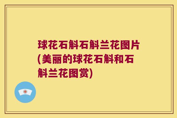球花石斛石斛兰花图片(美丽的球花石斛和石斛兰花图赏)