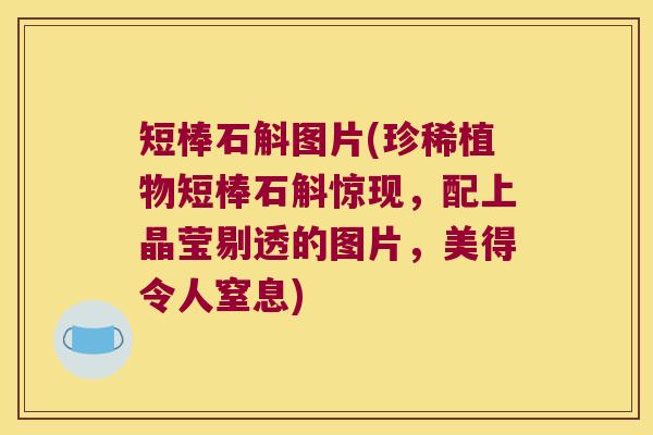 短棒石斛图片(珍稀植物短棒石斛惊现，配上晶莹剔透的图片，美得令人窒息)