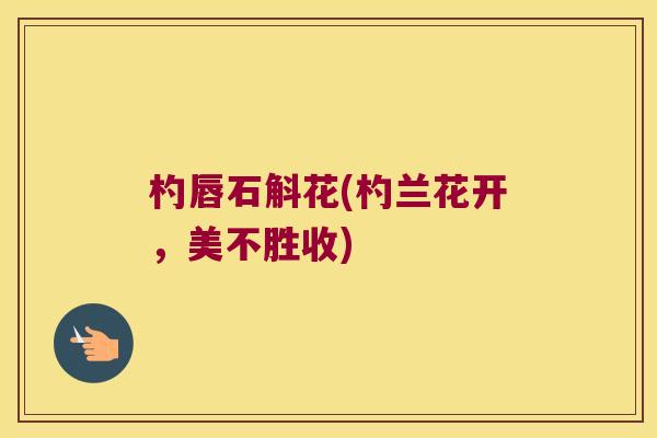 杓唇石斛花(杓兰花开，美不胜收)