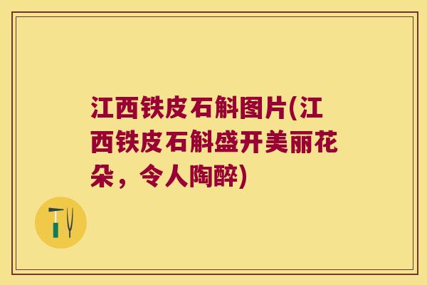 江西铁皮石斛图片(江西铁皮石斛盛开美丽花朵，令人陶醉)