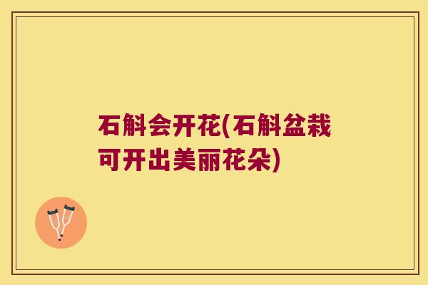 石斛会开花(石斛盆栽可开出美丽花朵)