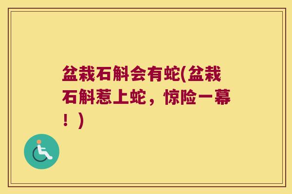 盆栽石斛会有蛇(盆栽石斛惹上蛇,惊险一幕!) 盆栽石斛会有蛇(盆栽石斛惹上蛇,惊险一幕!)