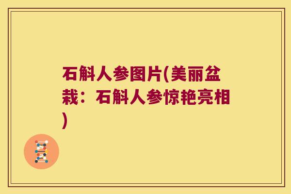 石斛人参图片(美丽盆栽：石斛人参惊艳亮相)