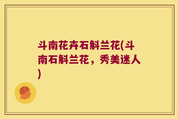 斗南花卉石斛兰花(斗南石斛兰花，秀美迷人)