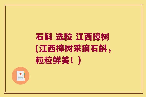 石斛 选粒 江西樟树(江西樟树采摘石斛，粒粒鲜美！)