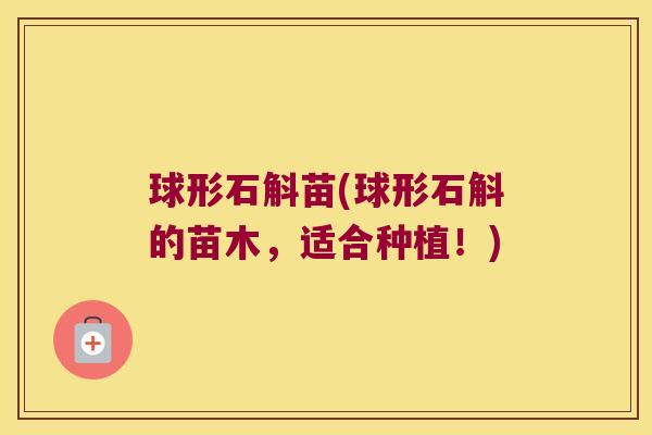 球形石斛苗(球形石斛的苗木，适合种植！)