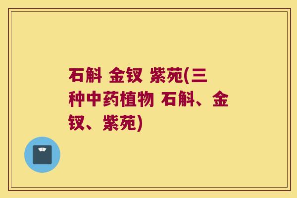 石斛 金钗 紫苑(三种中药植物 石斛、金钗、紫苑)