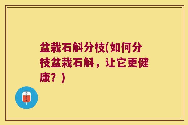盆栽石斛分枝(如何分枝盆栽石斛，让它更健康？)