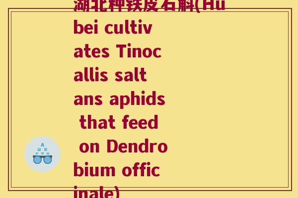 湖北种铁皮石斛(Hubei cultivates Tinocallis saltans aphids that feed on Dendrobium officinale)
