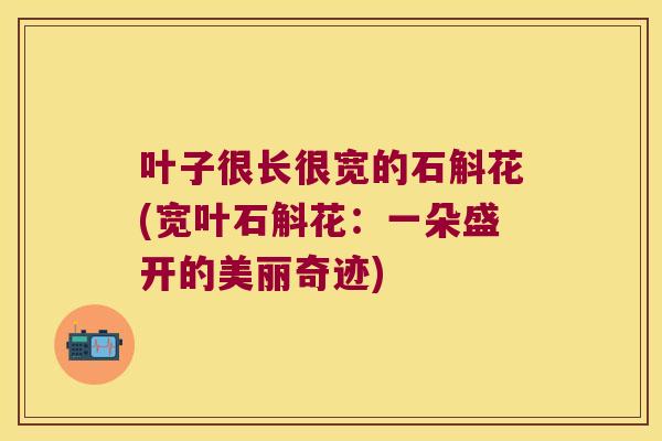 叶子很长很宽的石斛花(宽叶石斛花:一朵盛开的美丽奇迹) 叶子很长很宽的石斛花(宽叶石斛花:一朵盛开的美丽奇迹)
