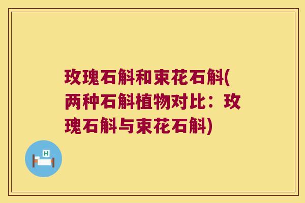 玫瑰石斛和束花石斛(两种石斛植物对比：玫瑰石斛与束花石斛)
