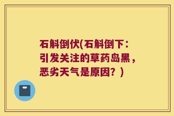石斛倒伏(石斛倒下：引发关注的草药岛黑，恶劣天气是原因？)