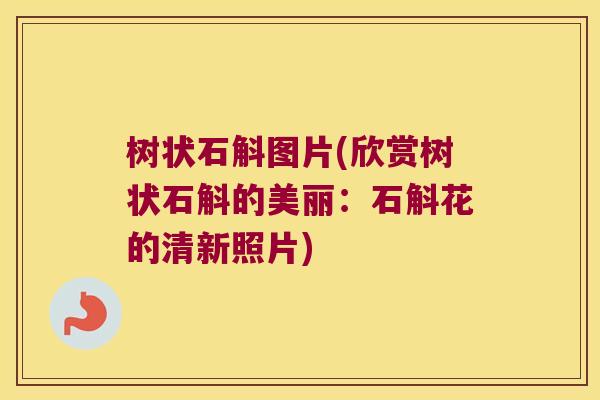 树状石斛图片(欣赏树状石斛的美丽：石斛花的清新照片)