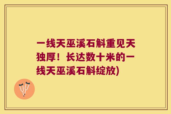 一线天巫溪石斛重见天独厚！长达数十米的一线天巫溪石斛绽放)