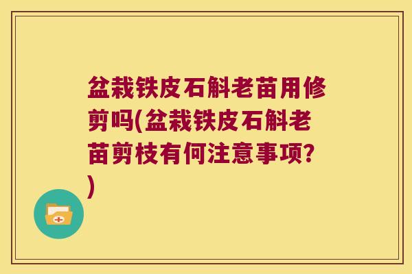 盆栽铁皮石斛老苗用修剪吗(盆栽铁皮石斛老苗剪枝有何注意事项？)