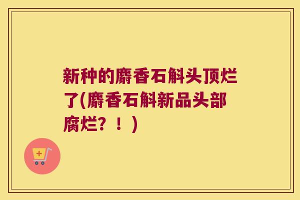 新种的麝香石斛头顶烂了(麝香石斛新品头部腐烂？！)