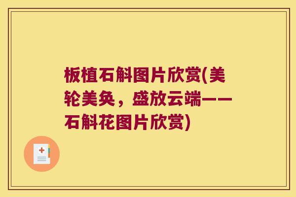 板植石斛图片欣赏(美轮美奂，盛放云端——石斛花图片欣赏)