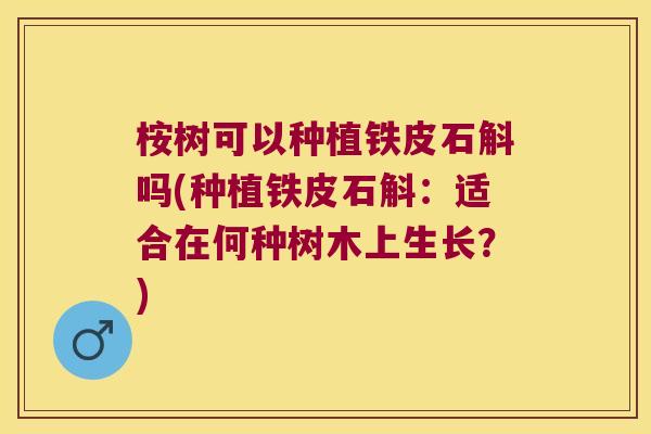 桉树可以种植铁皮石斛吗(种植铁皮石斛：适合在何种树木上生长？)