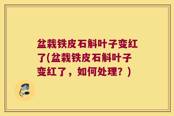 盆栽铁皮石斛叶子变红了(盆栽铁皮石斛叶子变红了，如何处理？)