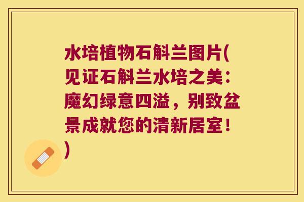 水培植物石斛兰图片(见证石斛兰水培之美：魔幻绿意四溢，别致盆景成就您的清新居室！)