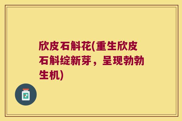 欣皮石斛花(重生欣皮石斛绽新芽，呈现勃勃生机)