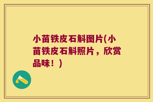 小苗铁皮石斛图片(小苗铁皮石斛照片，欣赏品味！)