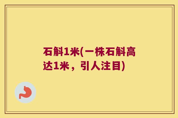 石斛1米(一株石斛高达1米，引人注目)