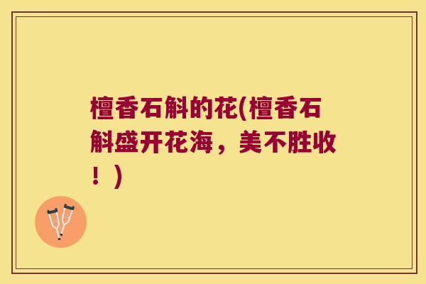 檀香石斛的花(檀香石斛盛开花海,美不胜收!) 檀香石斛的花(檀香石斛盛开花海,美不胜收!)