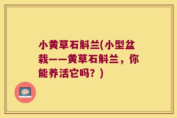 小黄草石斛兰(小型盆栽——黄草石斛兰，你能养活它吗？)