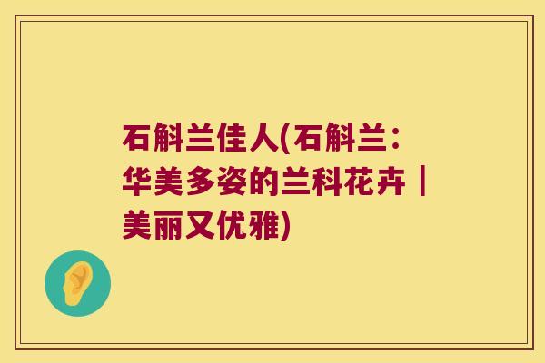 石斛兰佳人(石斛兰:华美多姿的兰科花卉|美丽又优雅) 石斛兰佳人(石斛兰:华美多姿的兰科花卉|美丽又优雅)