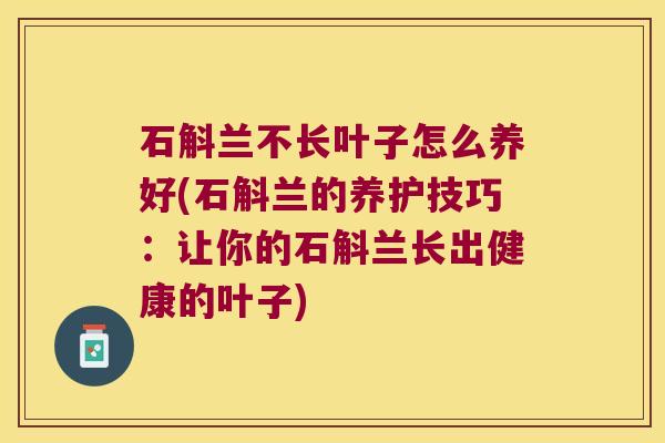 石斛兰不长叶子怎么养好(石斛兰的养护技巧：让你的石斛兰长出健康的叶子)