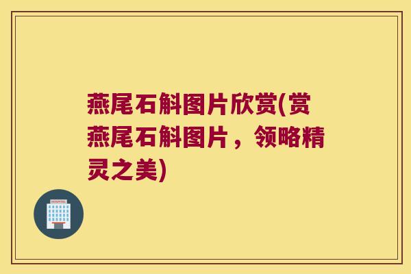 燕尾石斛图片欣赏(赏燕尾石斛图片,领略精灵之美) 燕尾石斛图片欣赏(赏燕尾石斛图片,领略精灵之美)