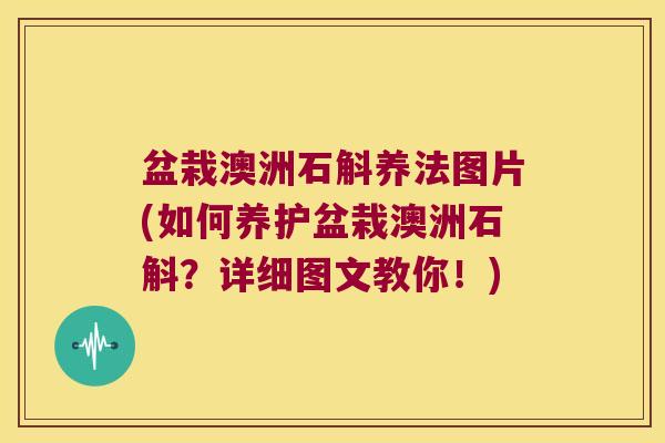 盆栽澳洲石斛养法图片(如何养护盆栽澳洲石斛？详细图文教你！)