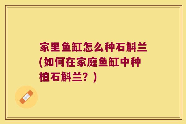 家里鱼缸怎么种石斛兰(如何在家庭鱼缸中种植石斛兰？)