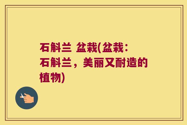 石斛兰 盆栽(盆栽：石斛兰，美丽又耐造的植物)