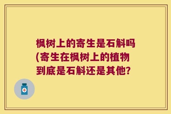 枫树上的寄生是石斛吗(寄生在枫树上的植物到底是石斛还是其他？