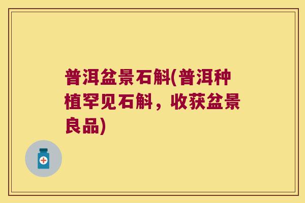 普洱盆景石斛(普洱种植罕见石斛，收获盆景良品)