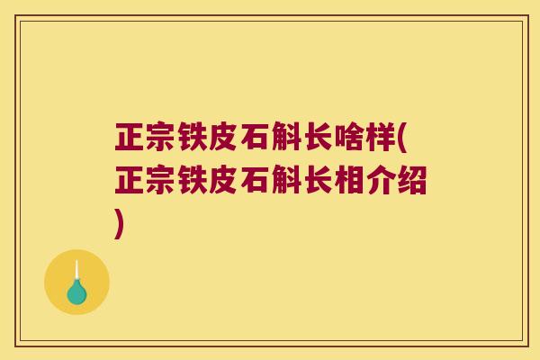 正宗铁皮石斛长啥样(正宗铁皮石斛长相介绍)