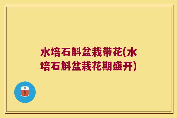 水培石斛盆栽带花(水培石斛盆栽花期盛开) 水培石斛盆栽带花(水培石斛盆栽花期盛开)