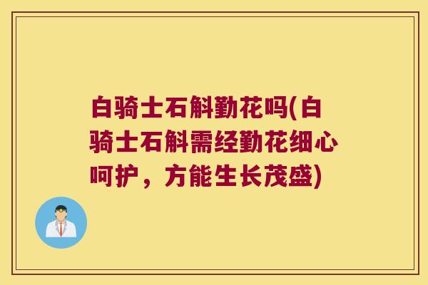 白骑士石斛勤花吗(白骑士石斛需经勤花细心呵护,方能生长茂盛) 白骑士石斛勤花吗(白骑士石斛需经勤花细心呵护,方能生长茂盛)