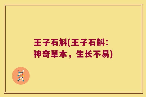 王子石斛(王子石斛：神奇草本，生长不易)