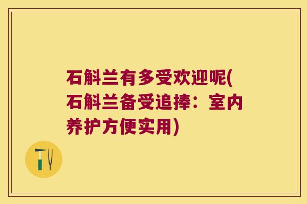 石斛兰有多受欢迎呢(石斛兰备受追捧：室内养护方便实用)