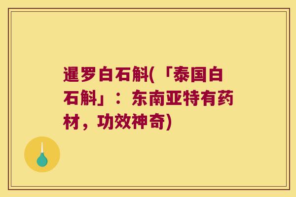暹罗白石斛(「泰国白石斛」：东南亚特有药材，功效神奇)