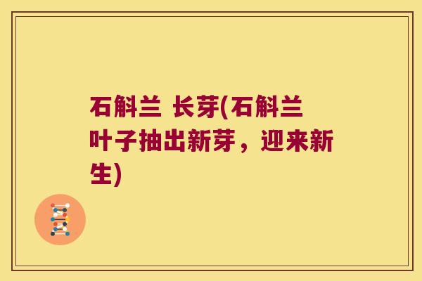 石斛兰 长芽(石斛兰叶子抽出新芽，迎来新生)