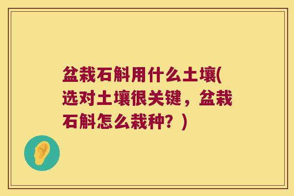盆栽石斛用什么土壤(选对土壤很关键，盆栽石斛怎么栽种？)