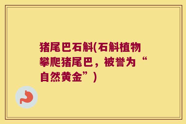 猪尾巴石斛(石斛植物攀爬猪尾巴，被誉为“自然黄金”)
